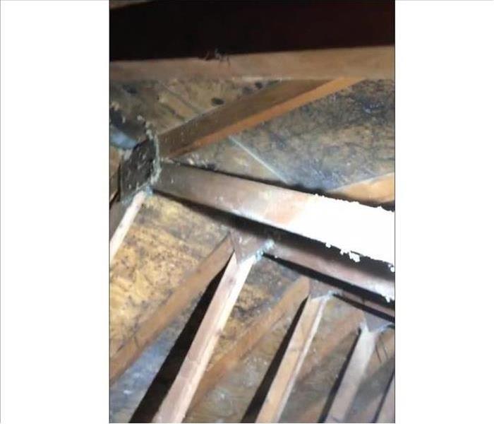 plywood and trusses in attic coated with black mold