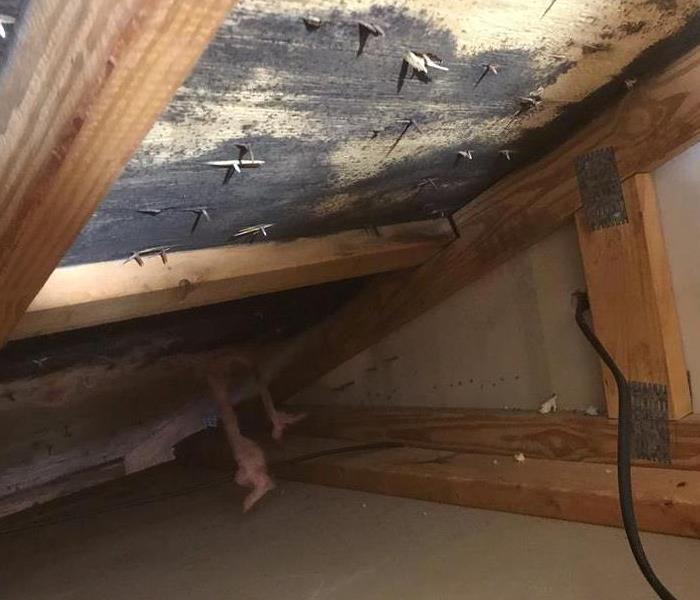 Dark water staining and mold growth on attic framing